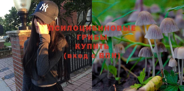 гашик Алексин